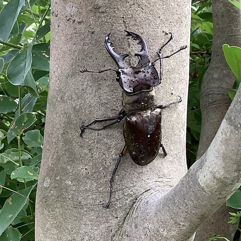 樹にしがみついたクワガタ