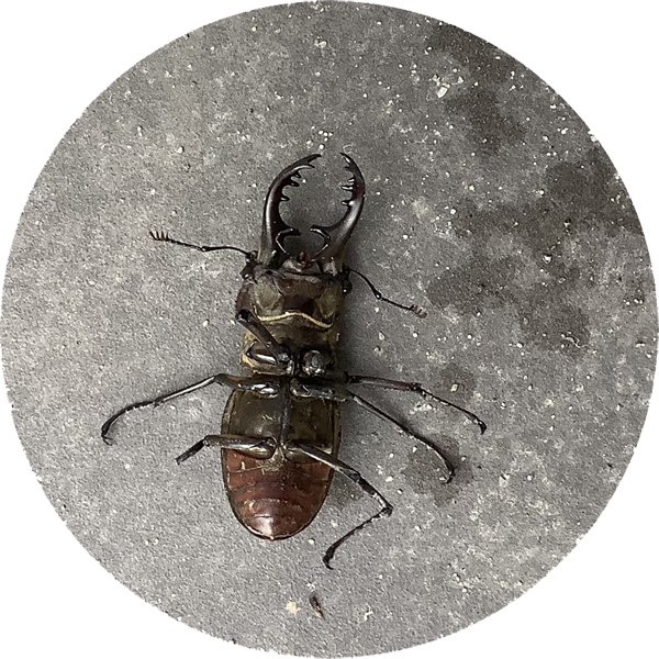 ひっくり返ったクワガタ