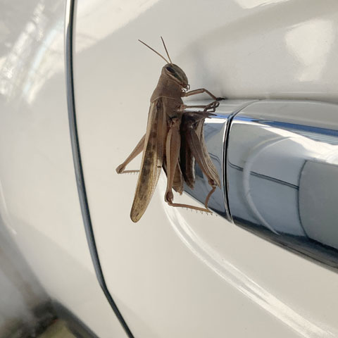 車のドアノブにしがみついたチチイナゴ