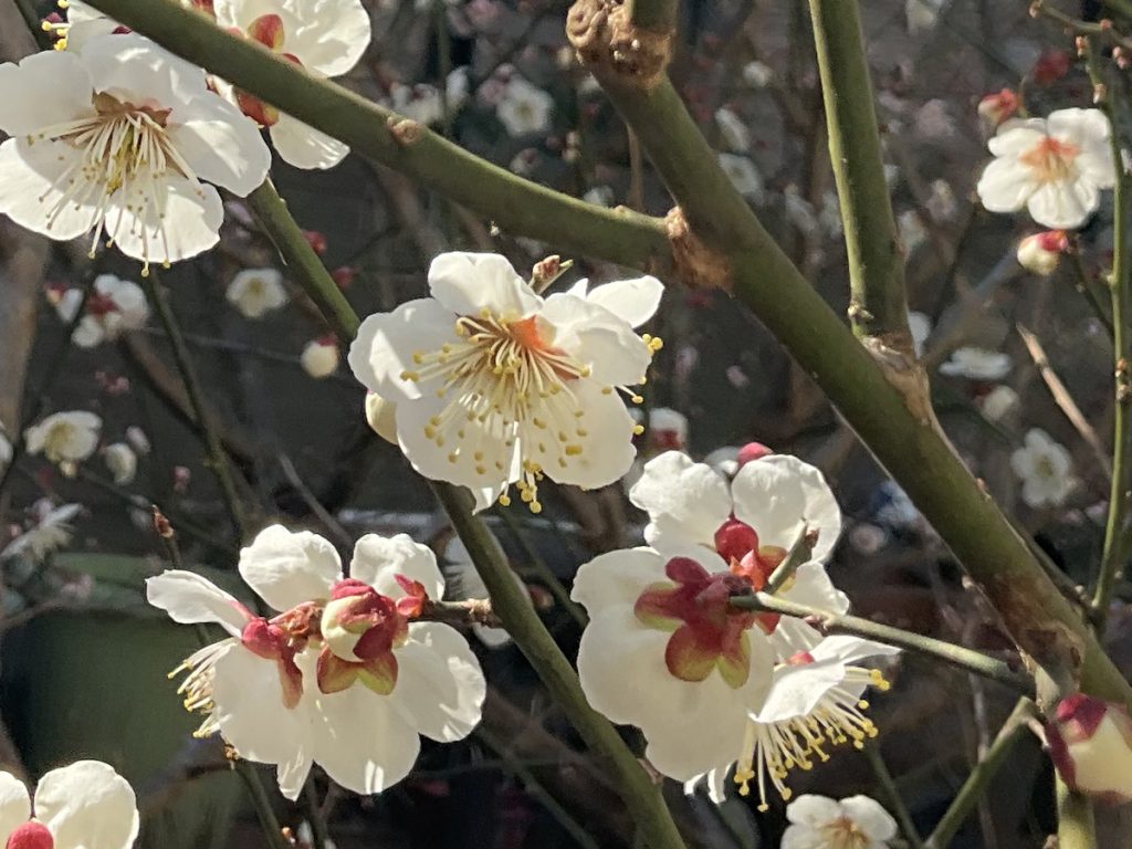 南高梅の花