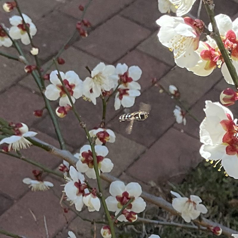 南高梅の花と蜜蜂