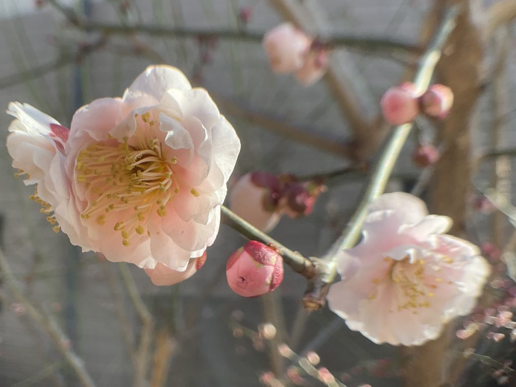 花香実の花